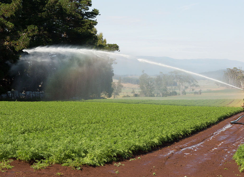 Field of Carrots with irrigation sprinkler watering the plants