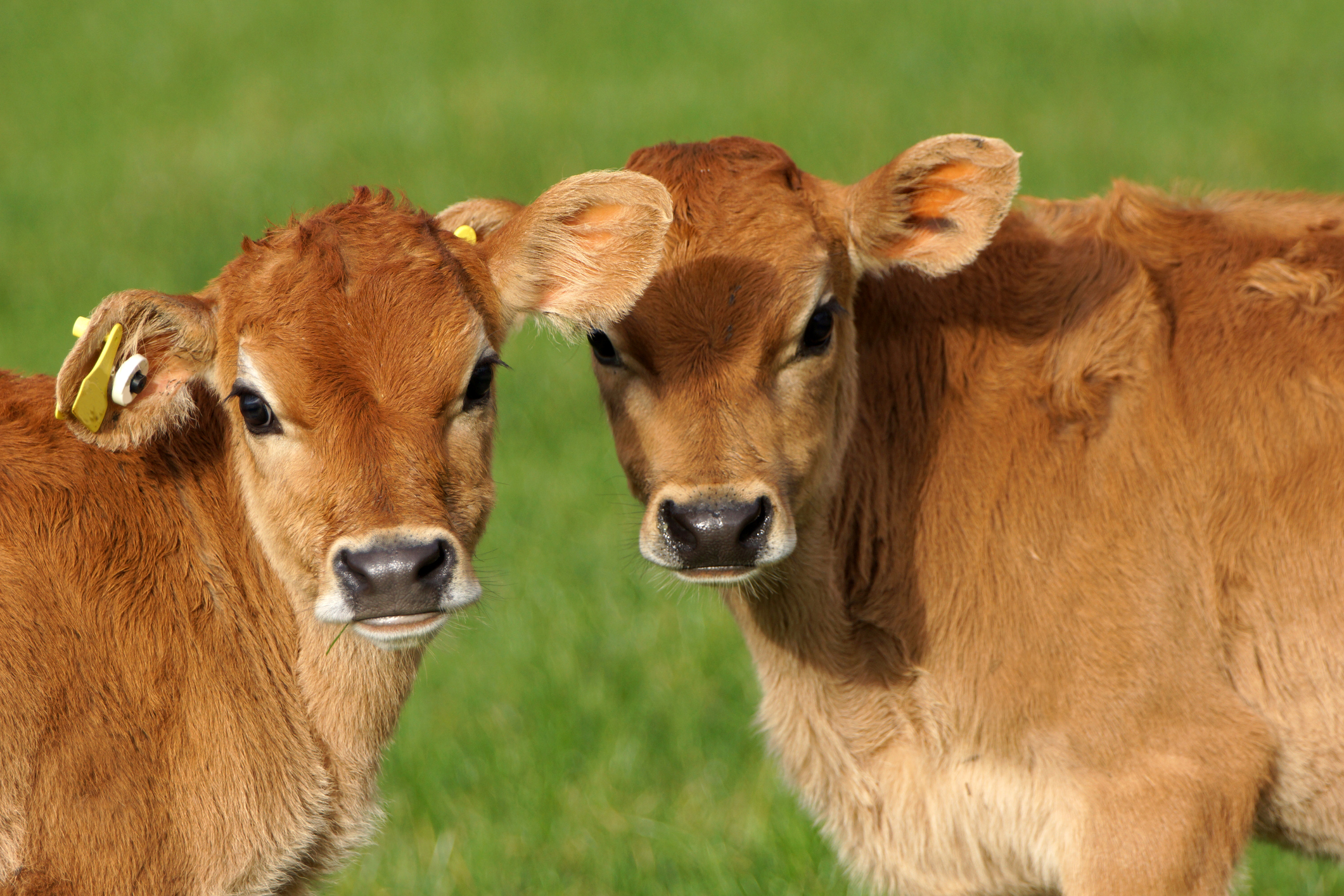 Cute Jersey calves, New Zealand